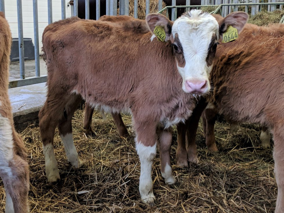 Sonur frá Syðri-Bægisá í Hörgársveit