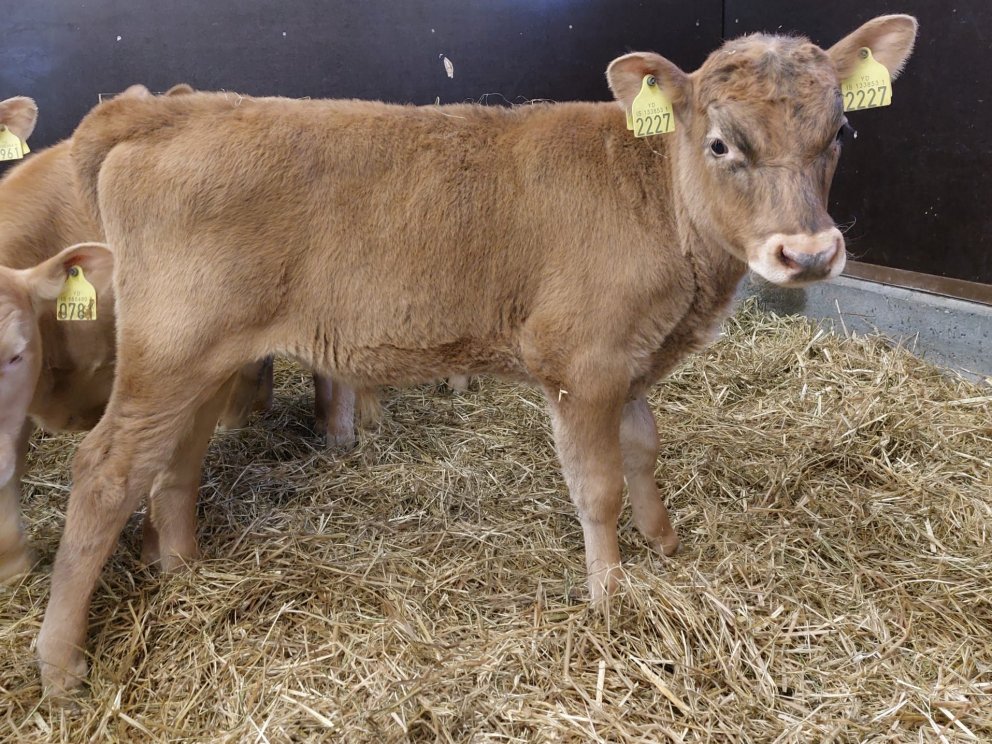 Stallur frá Hvanneyri, undan Hillu 1901 og Kláusi 14031.