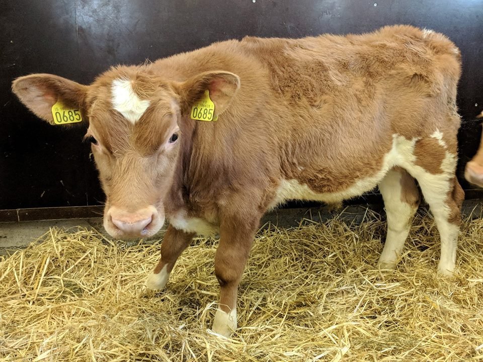 Starri frá Skollagróf í Hrunamannahreppi, f. Gýmir 11007 og m. Embla 509