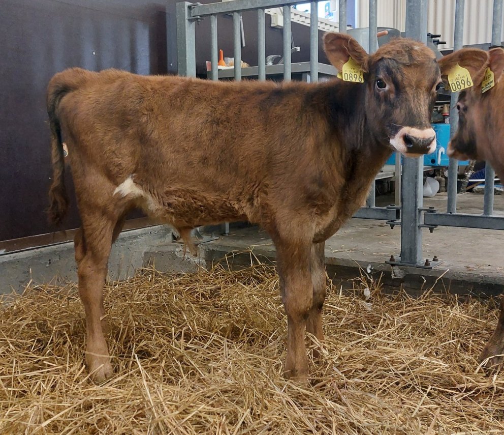 Stimpill frá Syðri-Bægisá í Öxnadal, undan Ósi 17034 og Skvettu 791. Mynd: Nautastöðin Hesti.