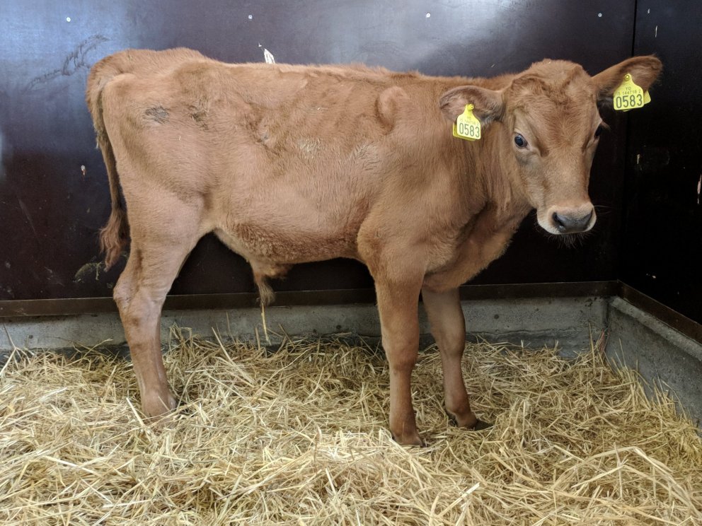 Styrkur frá Hnjúki í Vatnsdal, undan Úlla 10089 og Stiklu 421.