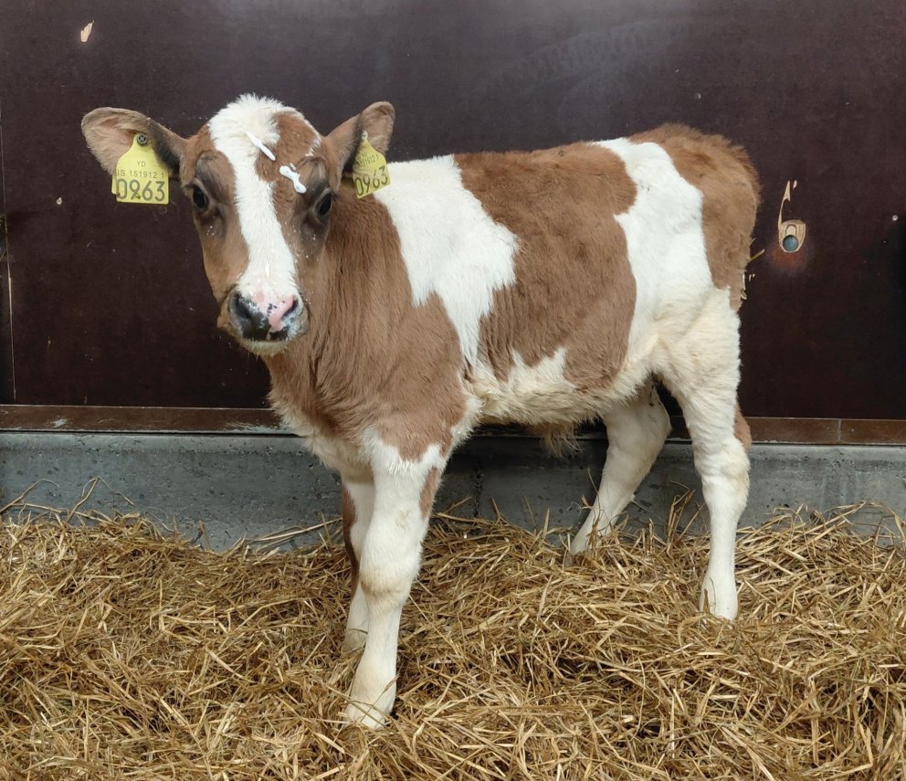 Svanur frá Búrfelli í Svarfaðardal, sonur Grána 23010 og Brúðu 635. Mynd frá Nautastöðinni á Hesti.