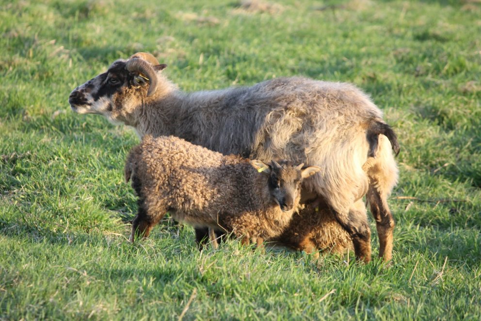 Sauðfjárrækt - Kynbótamat fyrir mjólkurlagni hefur verið uppfært