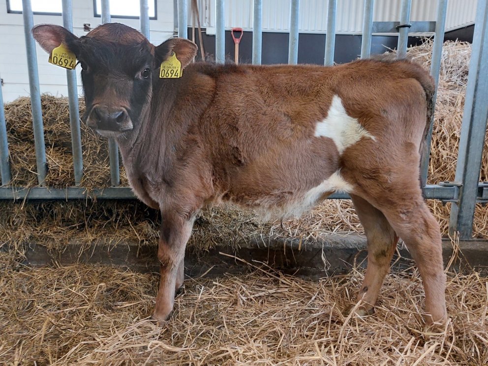 Þrándur frá Þorleifsstöðum í Skagafirði, undan Risa 15014 og Spennu 486.