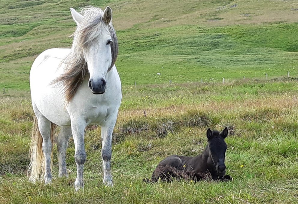 Röðun hrossa á kynbótasýningum vikuna 8.-12. júní