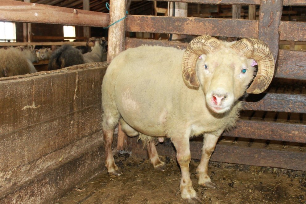 Hvísli 16-045 frá Gunnarsstöðum