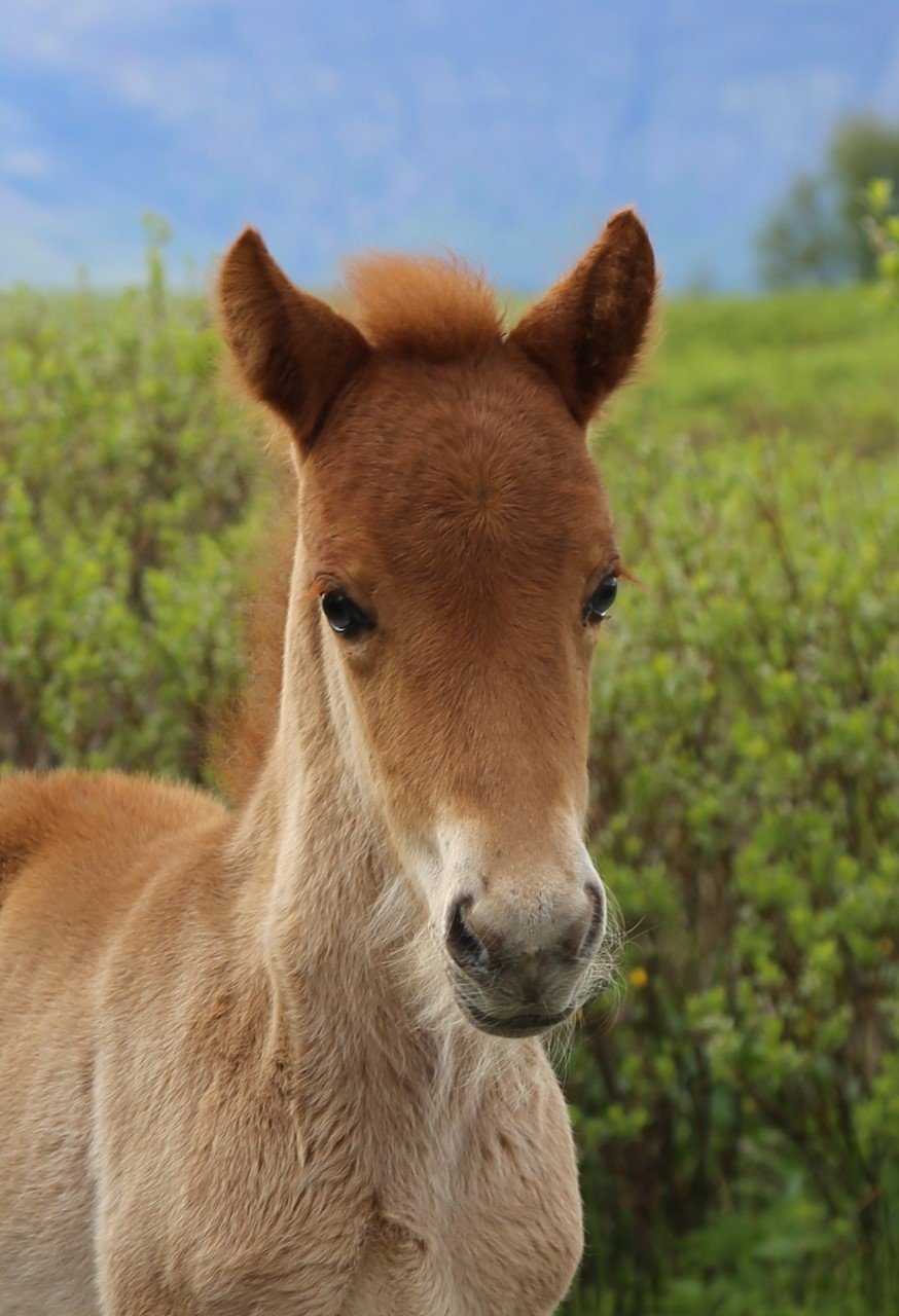 Örmerkingar - munið að skila inn fyrir 1. mars