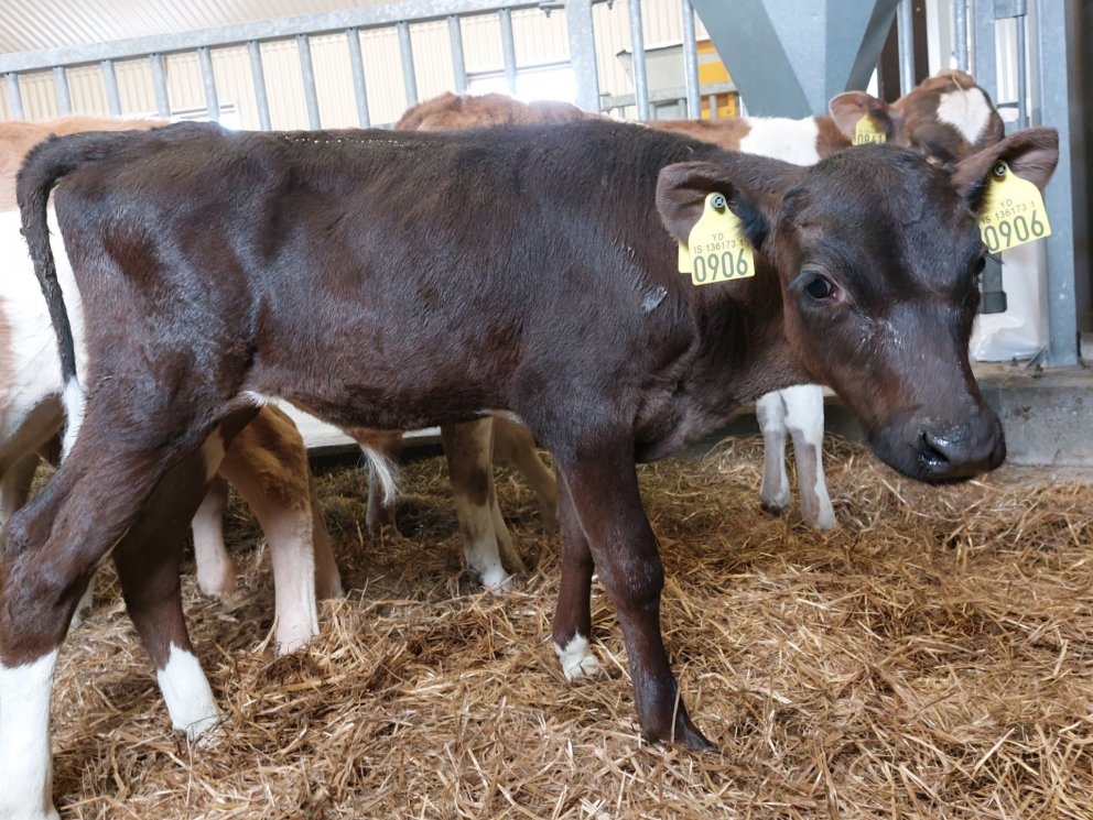 Trölli frá Stakkhamri á Snæfellsnesi, undan kú nr. 775 og Hæl 14008.