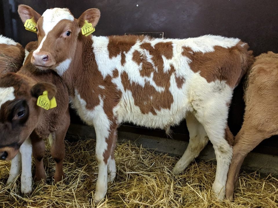 Tryggur frá Brúnastöðum 1 í Flóahreppi. Faðir Dropi 10077 og móðir Trú 950.