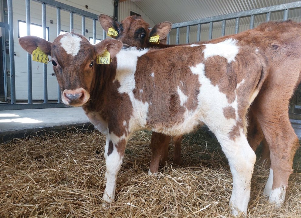 Í forgrunni er Tumi frá Káranesi í Kjós, undan Garpi 20044 og Hild1 1222. Yfir hann gægist Andi frá …