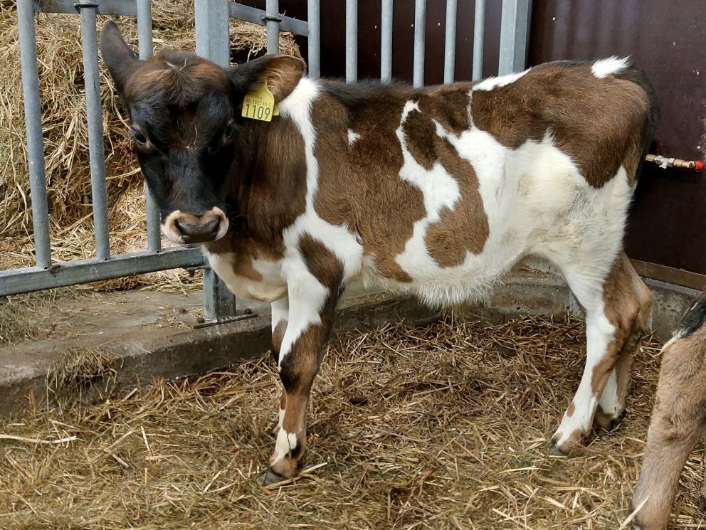 Tvistur frá Svertingsstöðum 2 í Eyjafjarðarsveit, sonur Hæls 14008 og Sjöu 777.