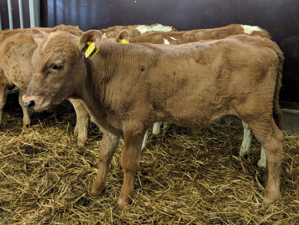 Tyrfill frá Torfum í Eyjafjarðarsveit