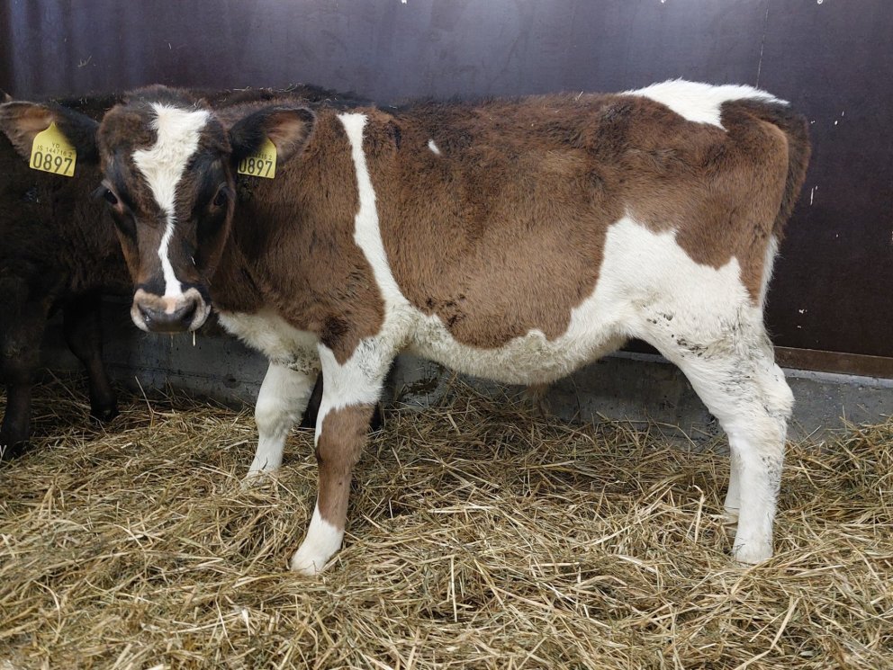 Úlfar frá Hnúki í Vatnsdal, sonur Jarfa 16016 og Úllu 601.