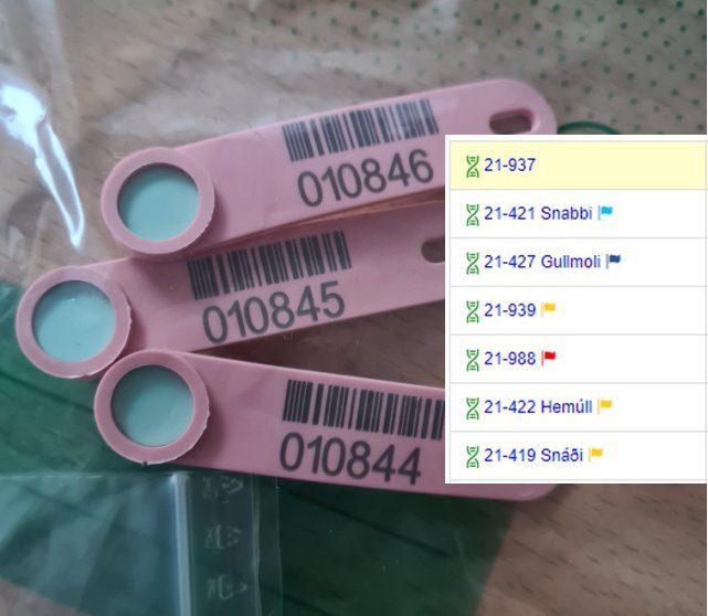 Birting arfgerðagreininga á næmi fyrir riðusmiti í Fjárvís.is