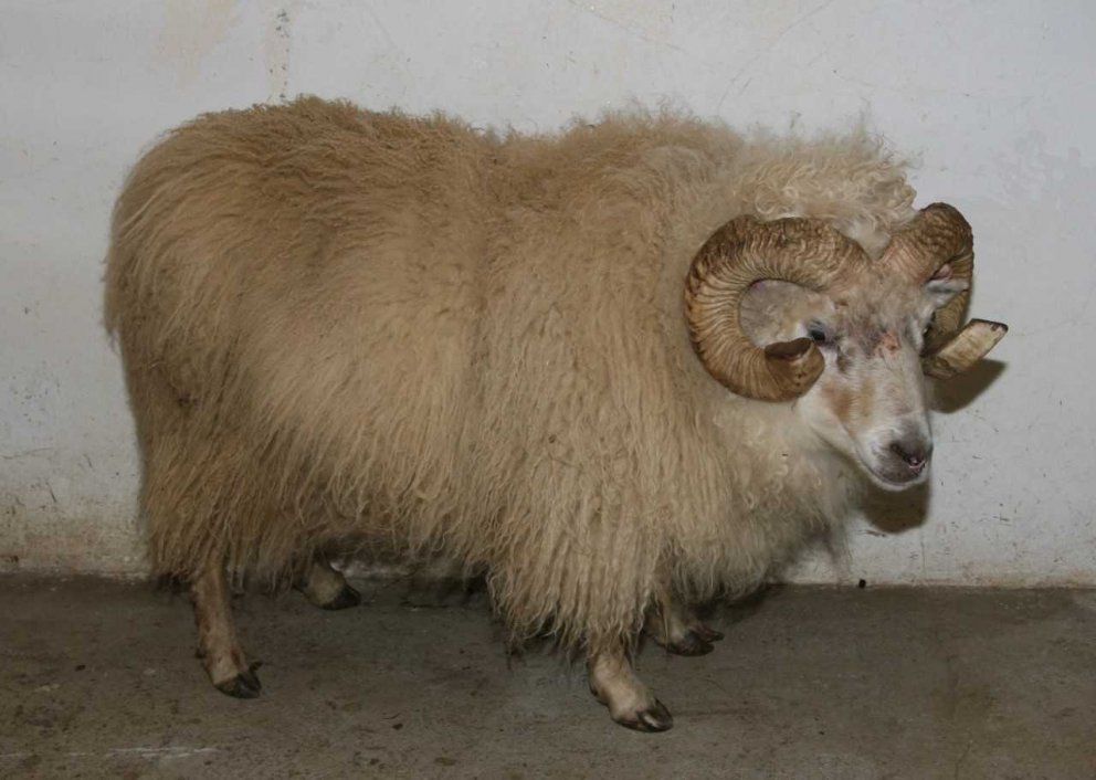 Váli 10-907 frá Gunnarsstöðum, mesti kynbótahrúturinn 2018