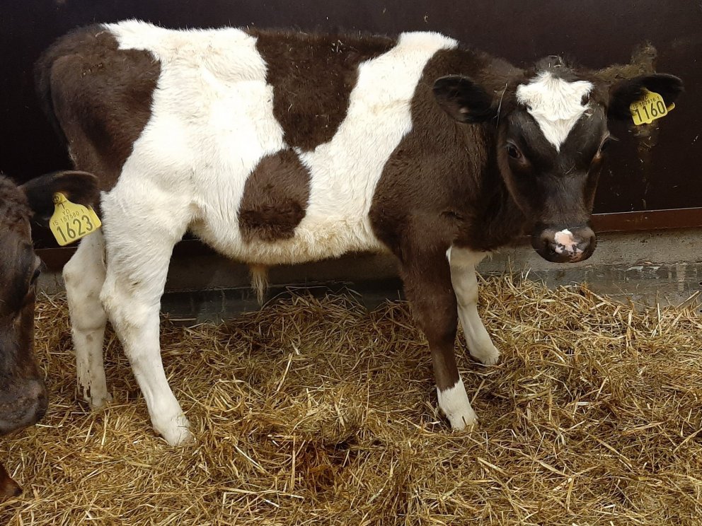 Vefur frá Torfum í Eyjafirði, undan Hálfmána 13022 og Strýtu 860