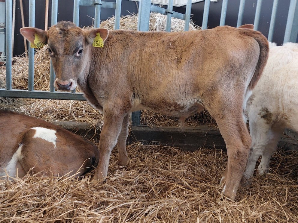 Vöttur frá Reykjahlíð á Skeiðum, undan Knetti 16006 og Vörslu 1254