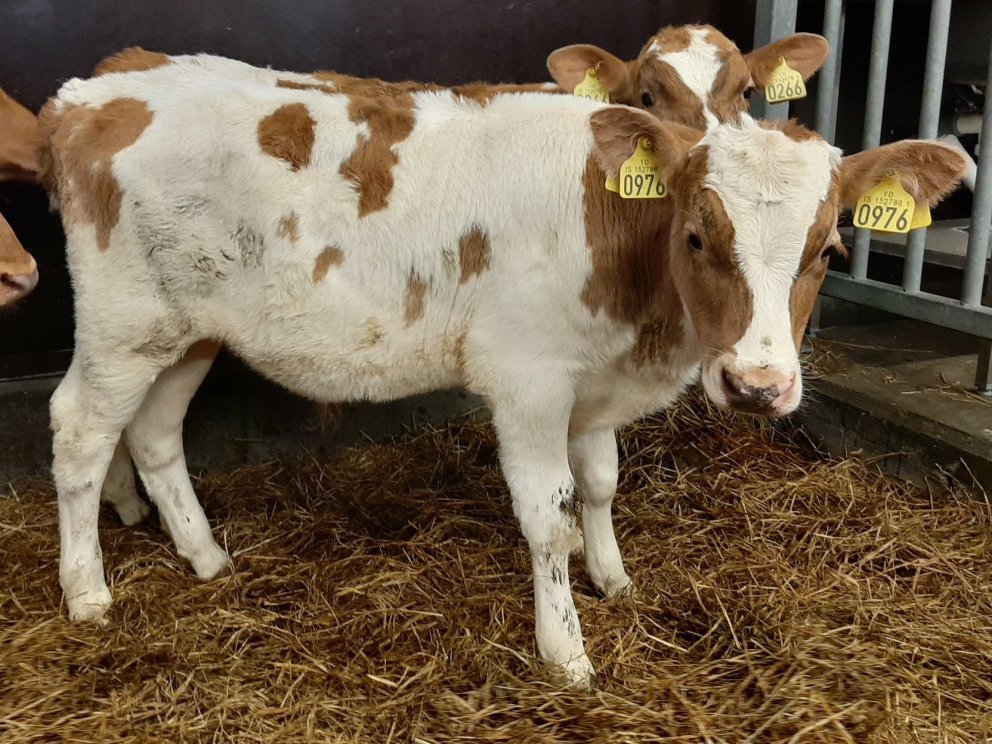 Winston frá Svertingsstöðum 2 í Eyjafjarðarsveit, undan Jörfa 13011 og Þulu 766