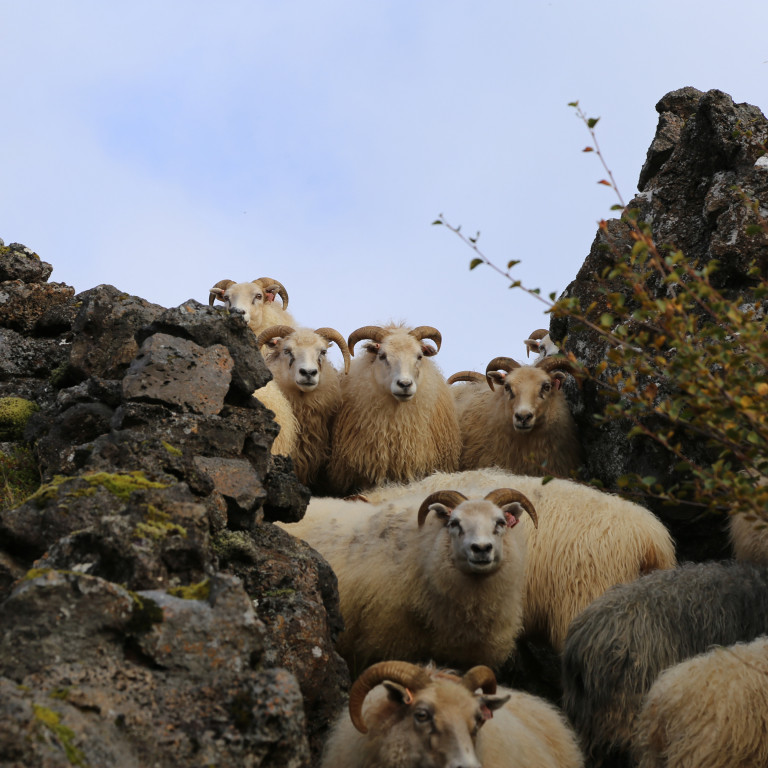 Sauðfjárbændur athugið