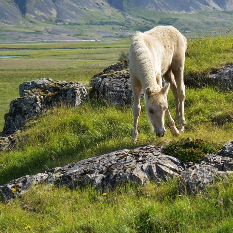 Skráningar á síðsumarssýningar