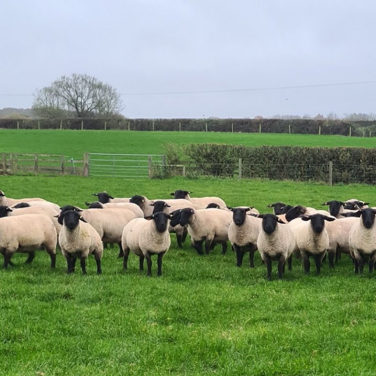 Ræktunarær af Suffolk kyni á búi Matt Harding. Mynd: Guðfinna Harpa.
