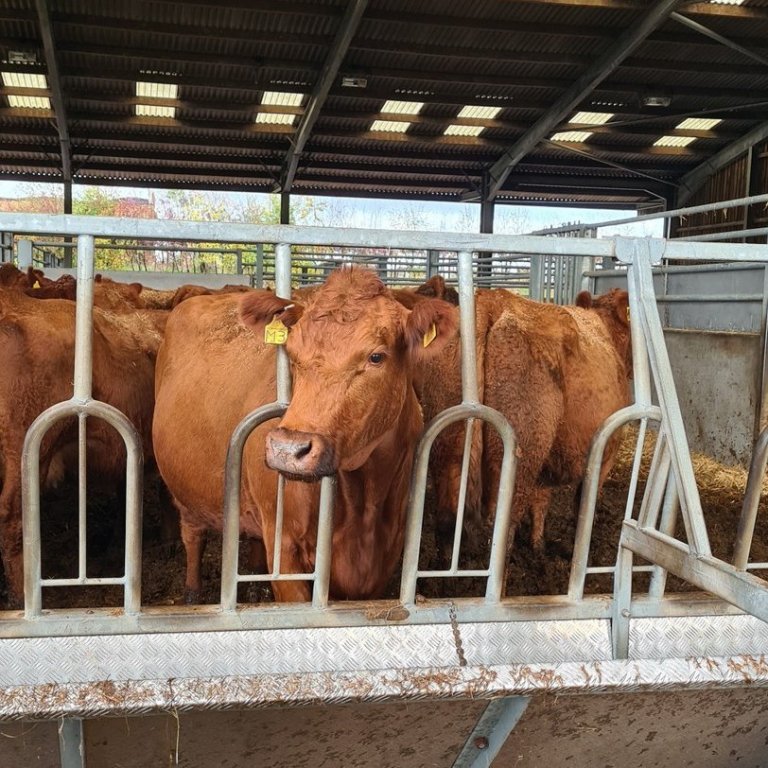 Stabiliser Beef kýr. Mynd: Guðfinna Harpa