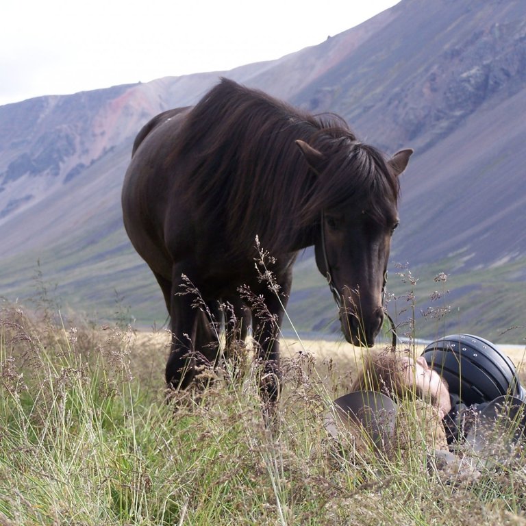 Nýjungar í kynbótadómum