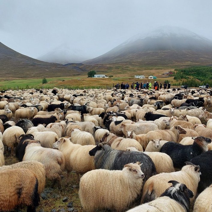 Lambadómar haustið 2024