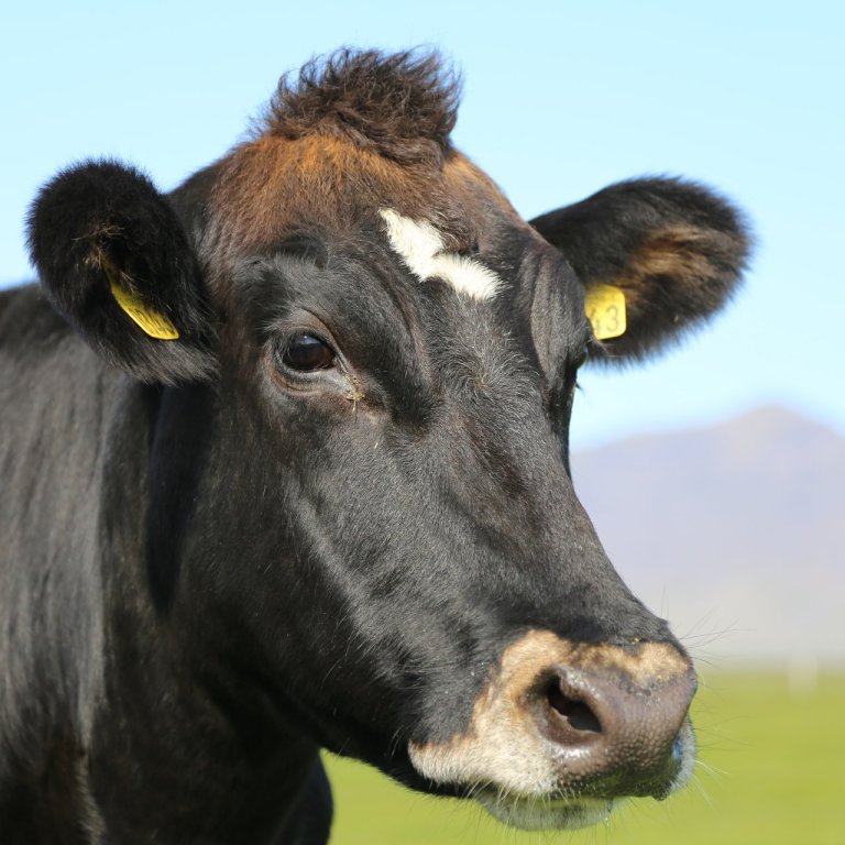 Mynd:  Halla Eygló Sveinsdóttir