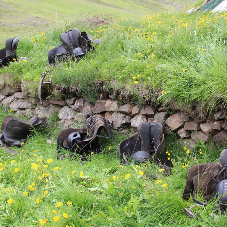 Skráningar á kynbótasýningar vorsins