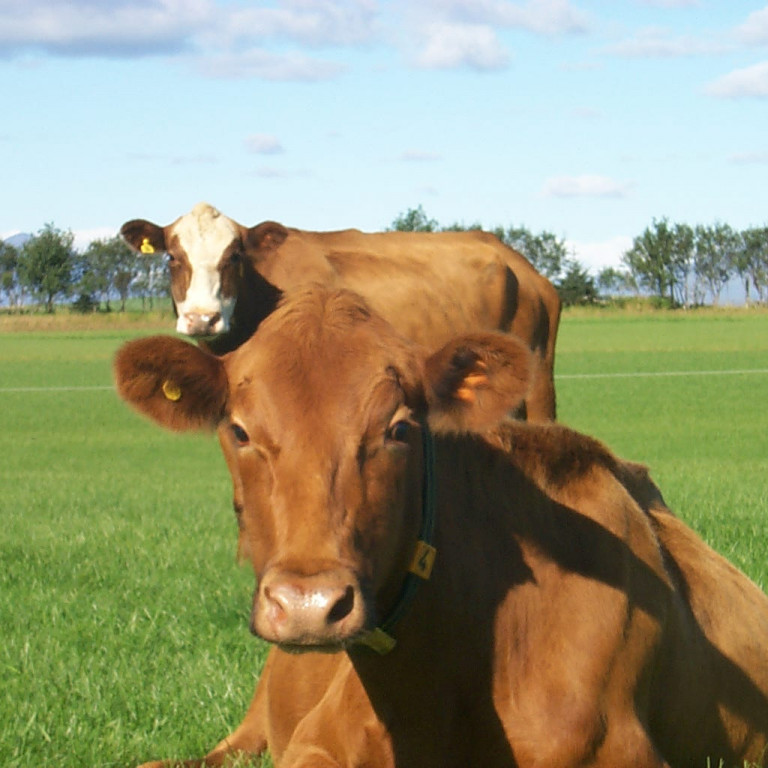 Til athugunar vegna skýrsluhalds og greiðslna í nautgriparækt