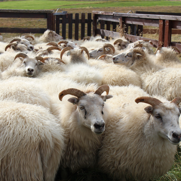 Uppfærð ræktunarmarkmið í sauðfjárrækt