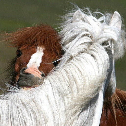 Enn hægt að skrá á kynbótasýningu á Hellu