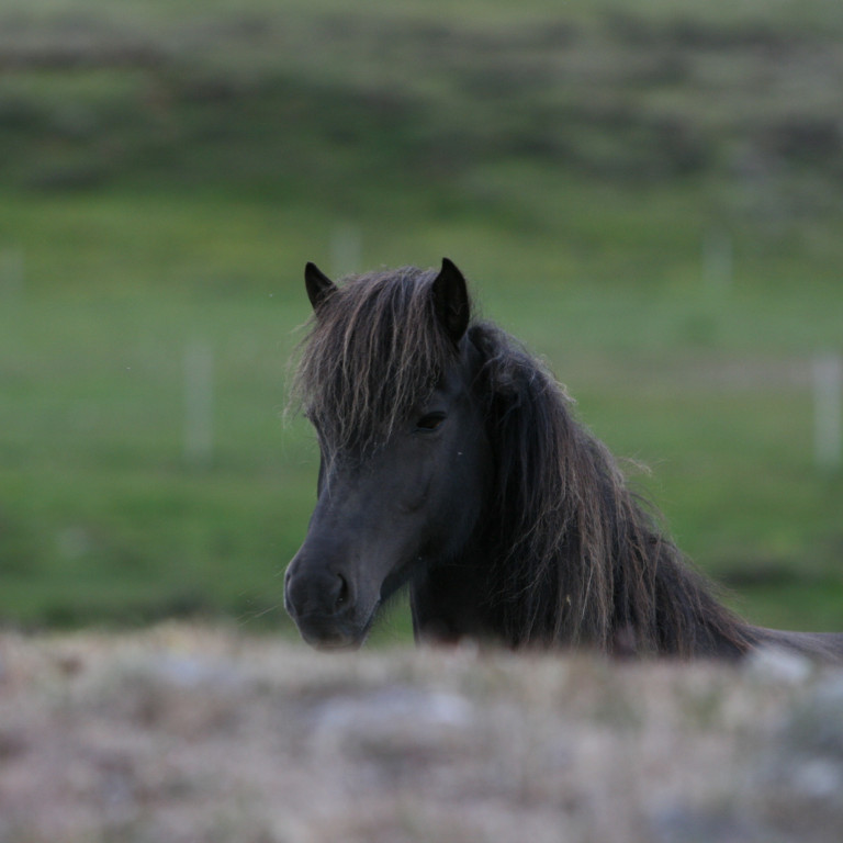 Röðun hrossa í Spretti dagana 4.-8. júní