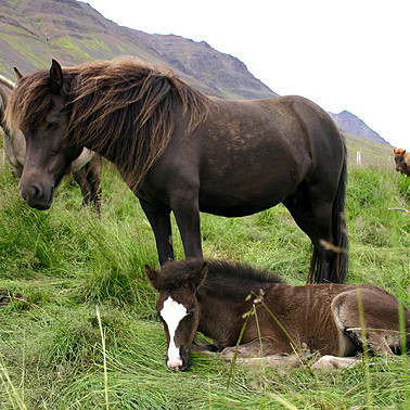 Röðun hrossa á Gaddstaðaflötum dagana 4.-8. júní
