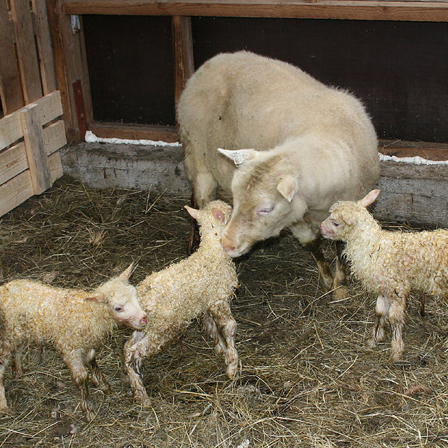 Gæti betri frjósemi ánna bætt afkomuna á þínu búi?