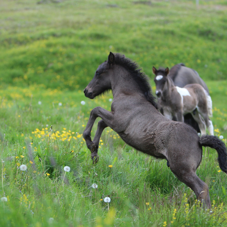 Röðun hrossa á Gaddstaðaflötum og í Víðidal 11.-15. júní