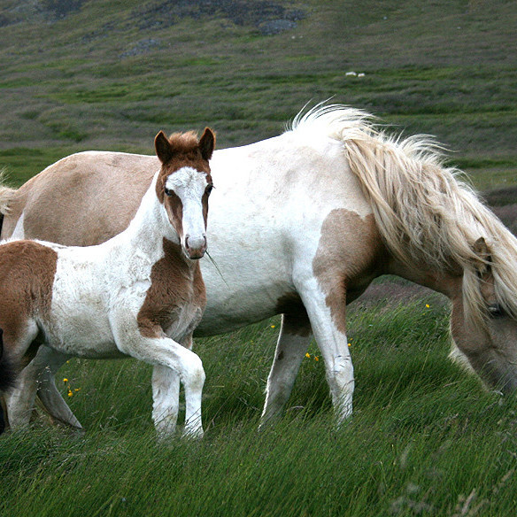 Hollaröð á yfirliti í Borgarnesi 12. júní