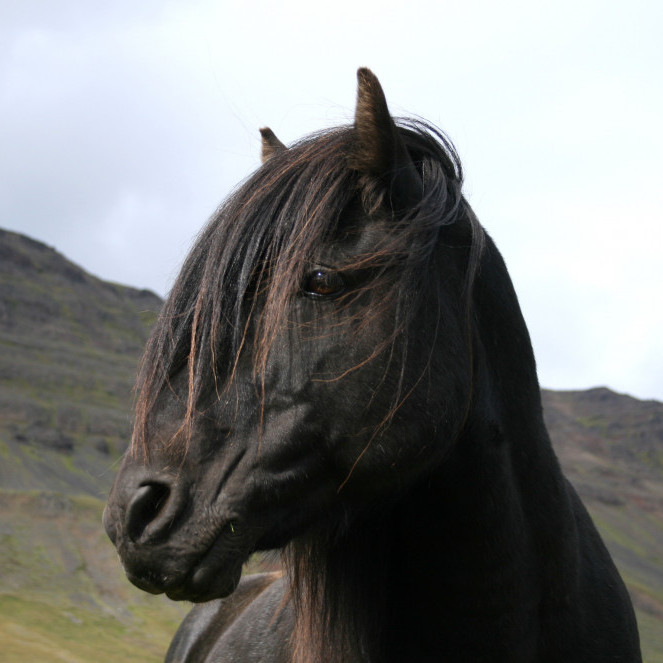 Hollaröð á yfirliti á Gaddstaðaflötum 15. júní og 16.júní
