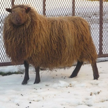 Lambadómar – opnað fyrir pantanir