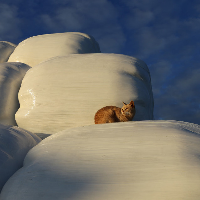 Breyttar forsendur fyrir útflutningi á heyi til Noregs