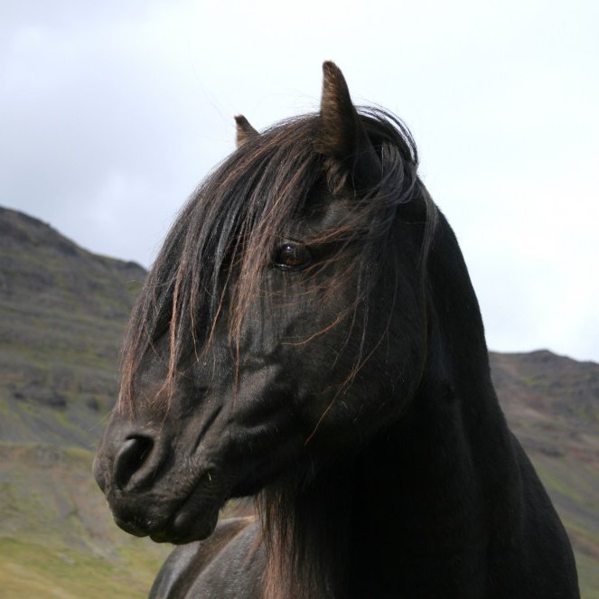 Yfirlit síðsumarssýningar á Gaddstaðaflötum 24. ágúst