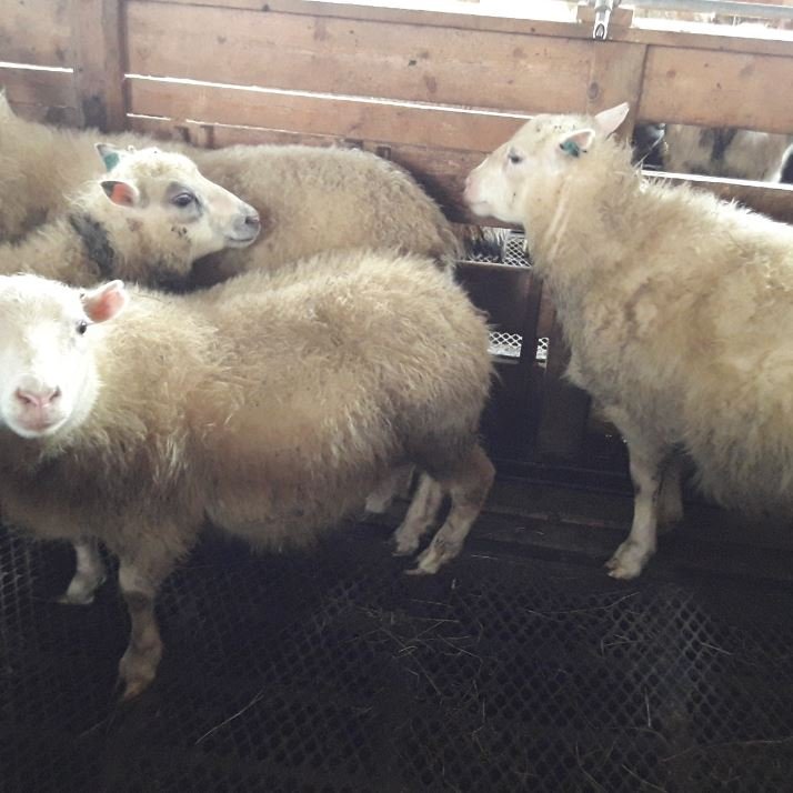 Afkvæmarannsóknir í sauðfjárrækt 2018