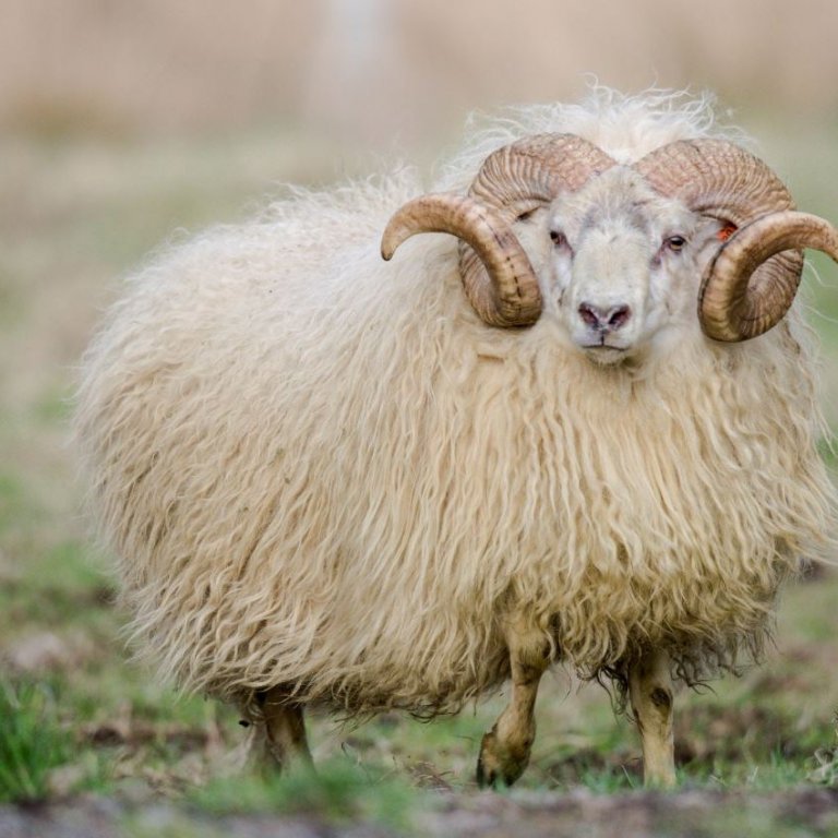 Dreki frá Hriflu og Mávur frá Mávahlíð verðlaunaðir