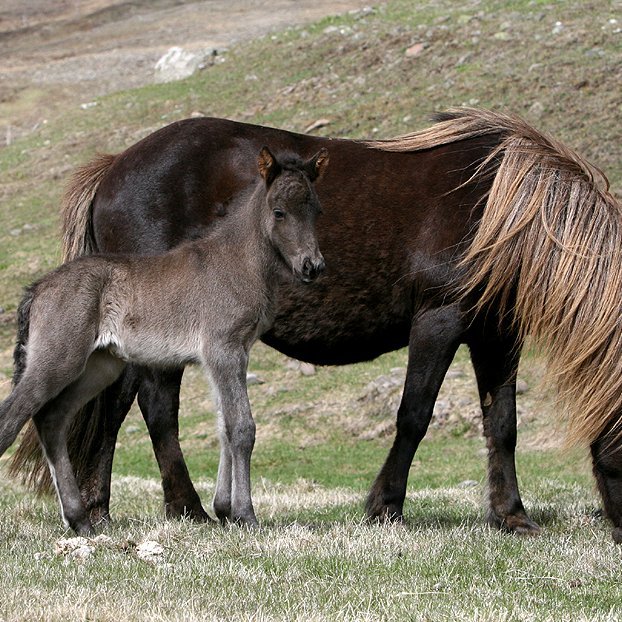 Röðun hrossa á kynbótasýningu á Sörlastöðum 27. til 29. maí.