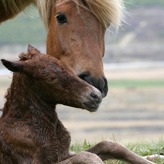 Röðun hrossa á Gaddstaðaflötum dagana 11.-14. júní