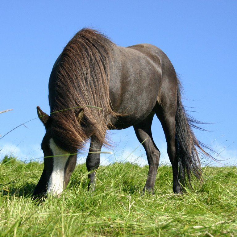 Röðun hrossa á Fljótsdalshéraði 3. júní