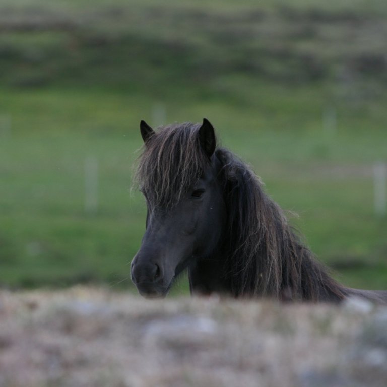 Röðun hrossa á Hólum 4.-7. júní