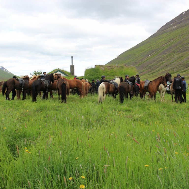 Yflirlitssýning á Gaddstaðaflötum - Hollaröð 7. júní