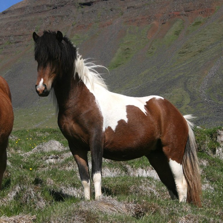 Yfirlitssýning á Gaddstaðaflötum 14. júní
